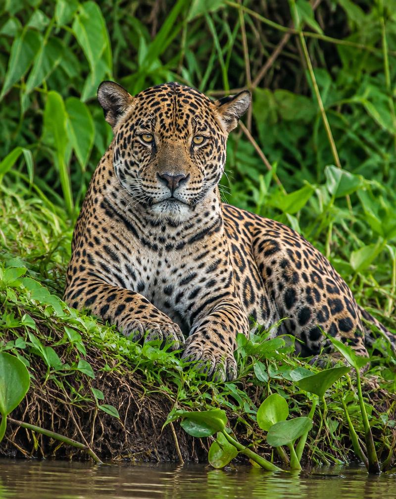 Jaguar in het wild