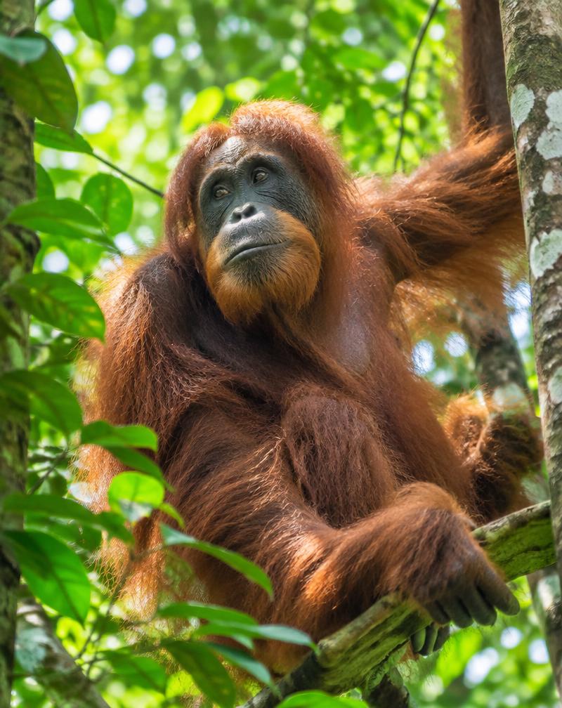 Orang-oetan in het wild